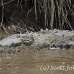 crocodile_american_tar_h_1466_cos2469.jpg